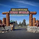 Yellowstone Bear World
