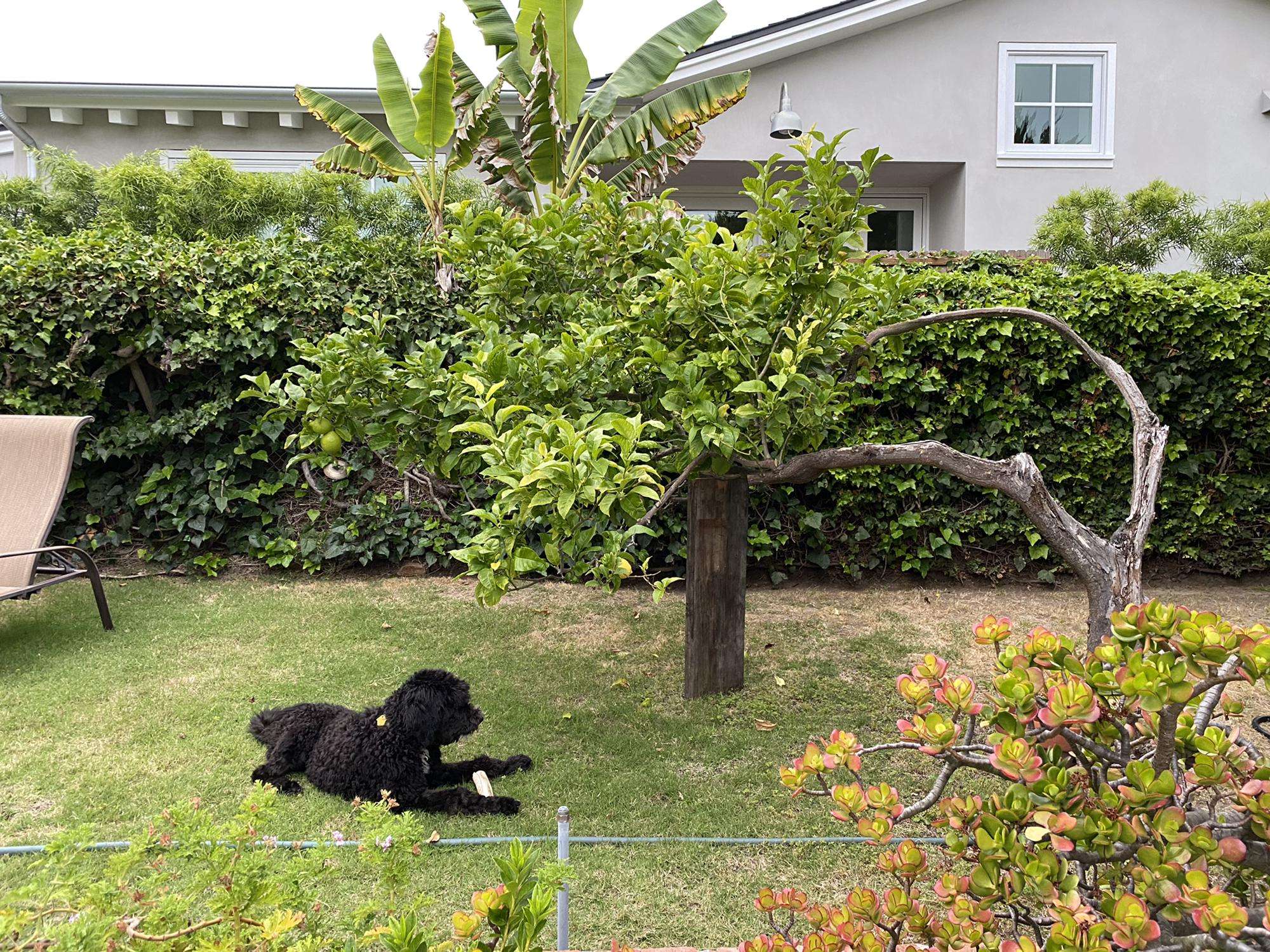Great Grandmas favorite lemon tree. That lemon tree is almost 100 years old. ok maybe 70yrs but close enough.