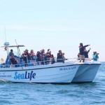 Sealife Dolphin Watching