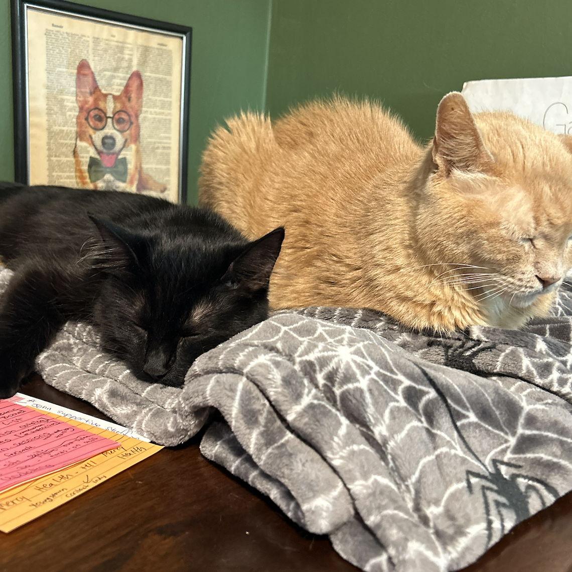 our snuggly fur babies (RIP king Goosey)