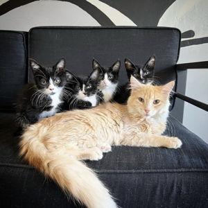 Donation to The Cat Cade
