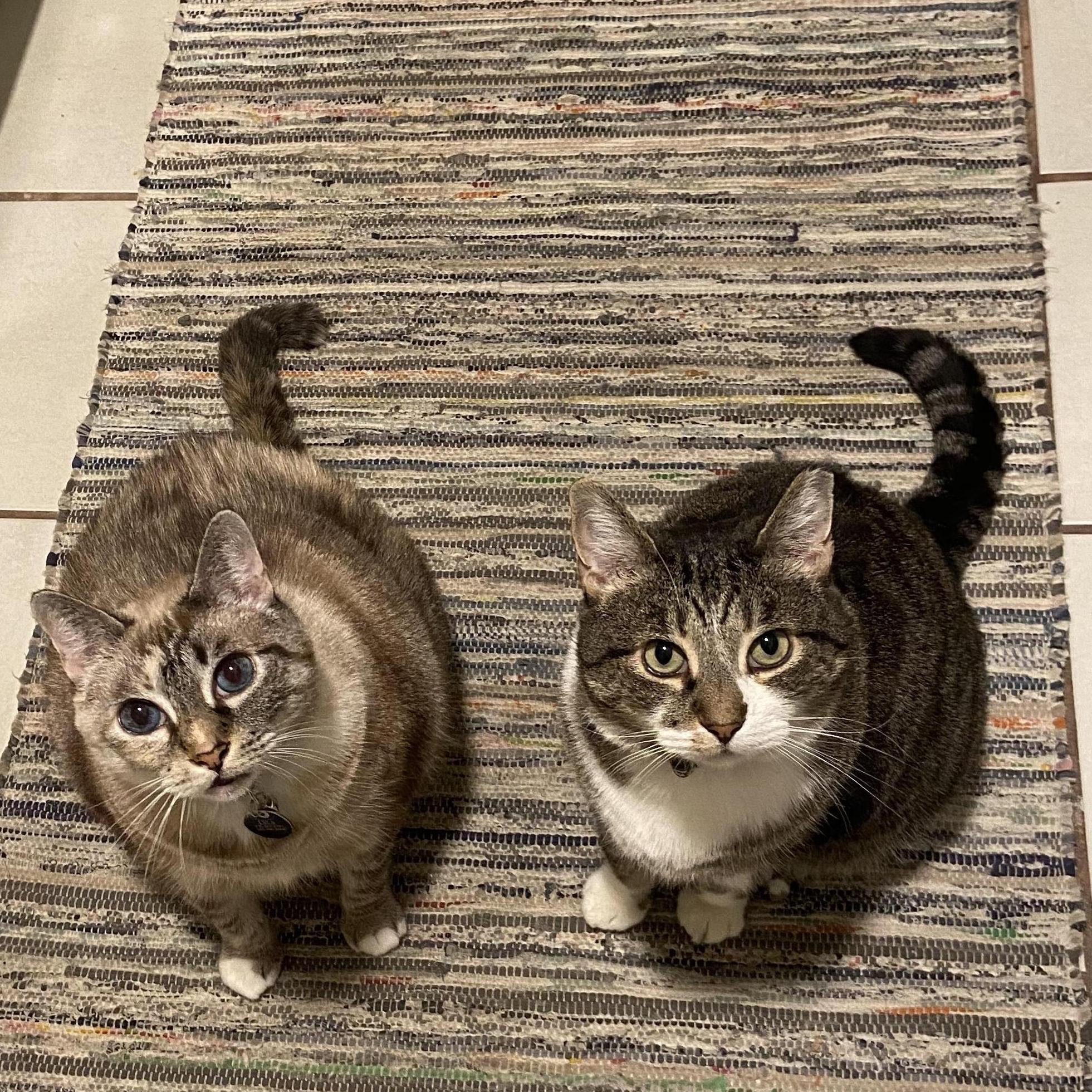 Meet our furry friends! Cassi adopted LaLa in Tallahassee. We adopted Fritz in California.