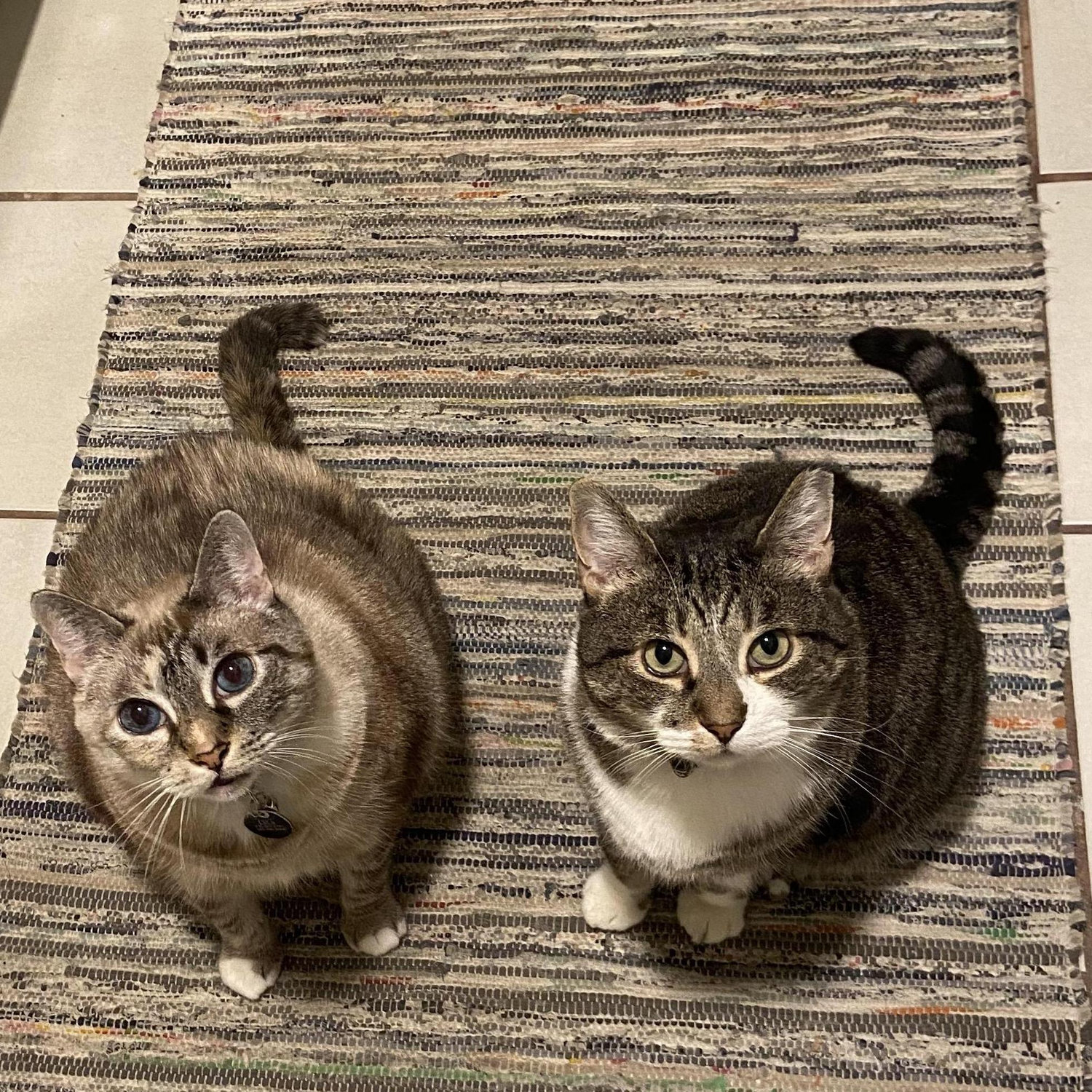 Meet our furry friends! Cassi adopted LaLa in Tallahassee. We adopted Fritz in California.