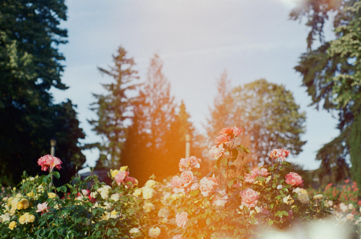 The Wedding Website of lexi Taylor and matt langlais