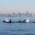 Seattle