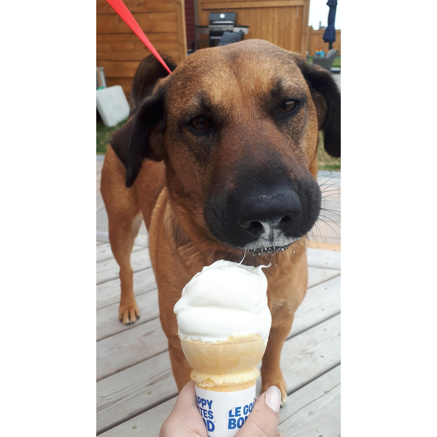 Luna's first ice cream