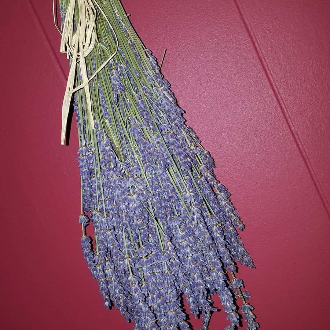 Mike brings me lavender. It's the chosen flower of the wedding