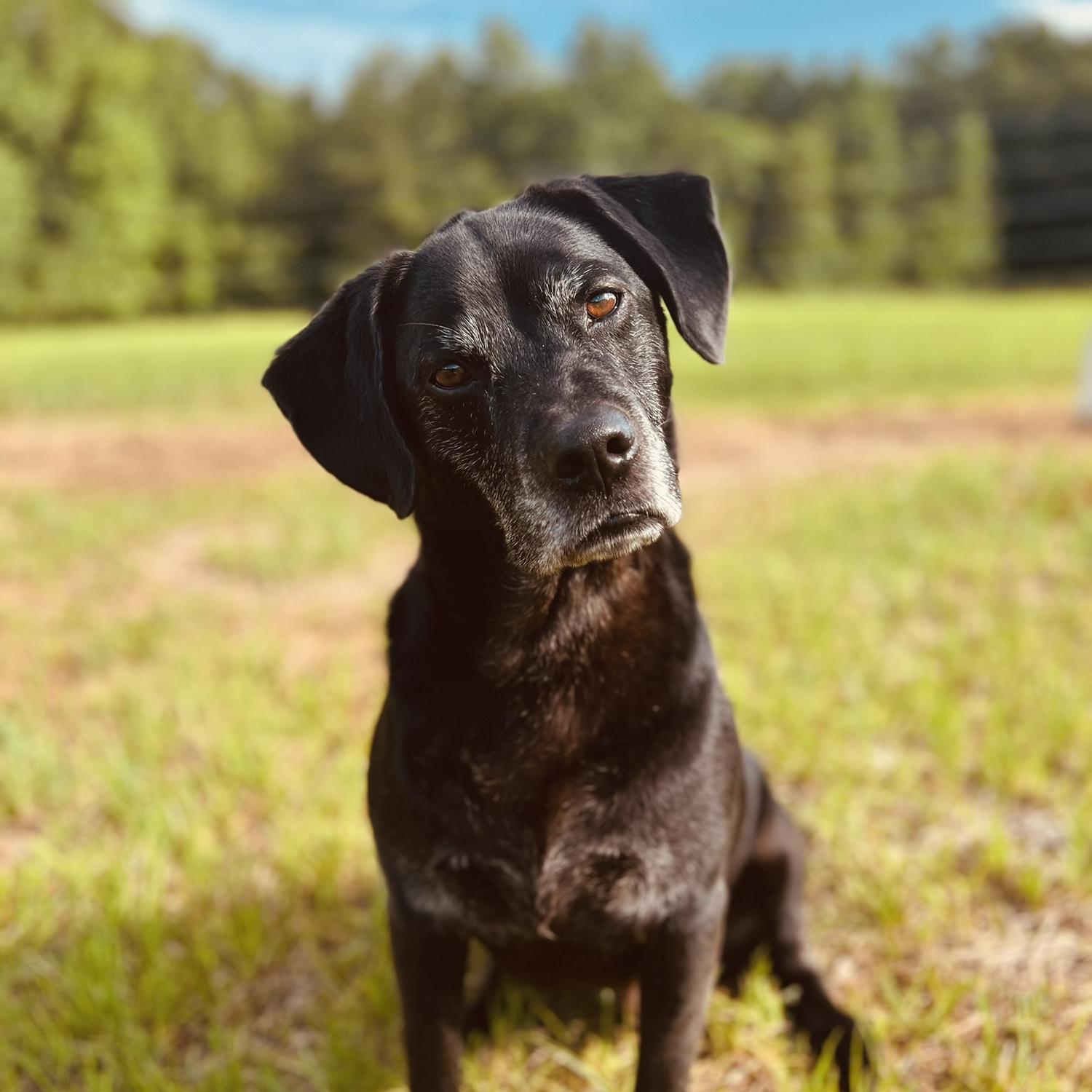 Our sweet Koda!