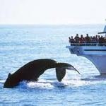 7 Seas Whale Watch