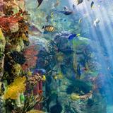 Birch Aquarium