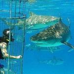 Shark Cage Diving