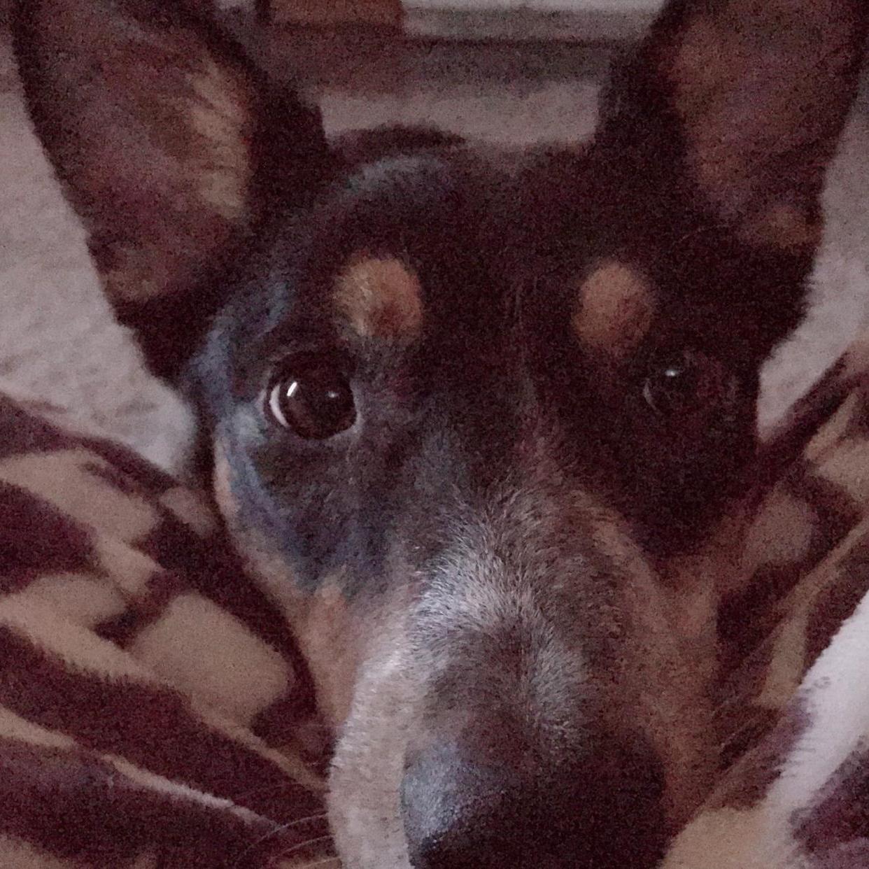 Our Daisy Girl! Our other Fur Baby!