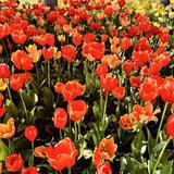 The Tulip Festival