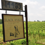 Black Ankle Vineyards