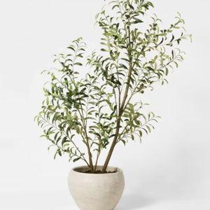Target Olive Houseplant