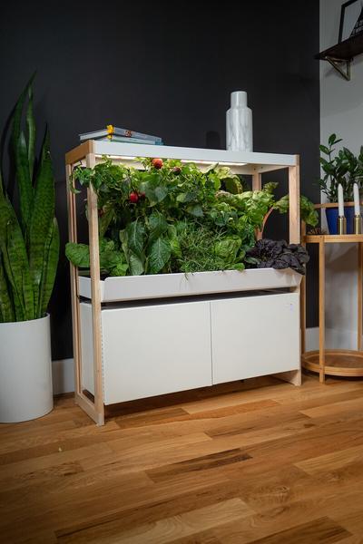 Indoor Garden