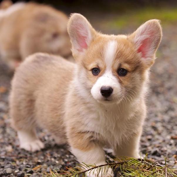 Corgi Fund!