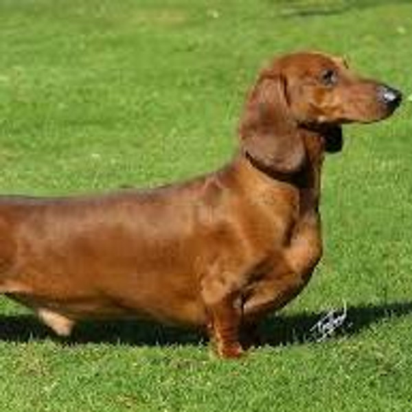 Our Future Puppy
