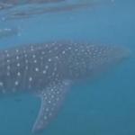 Swim with Whale Sharks