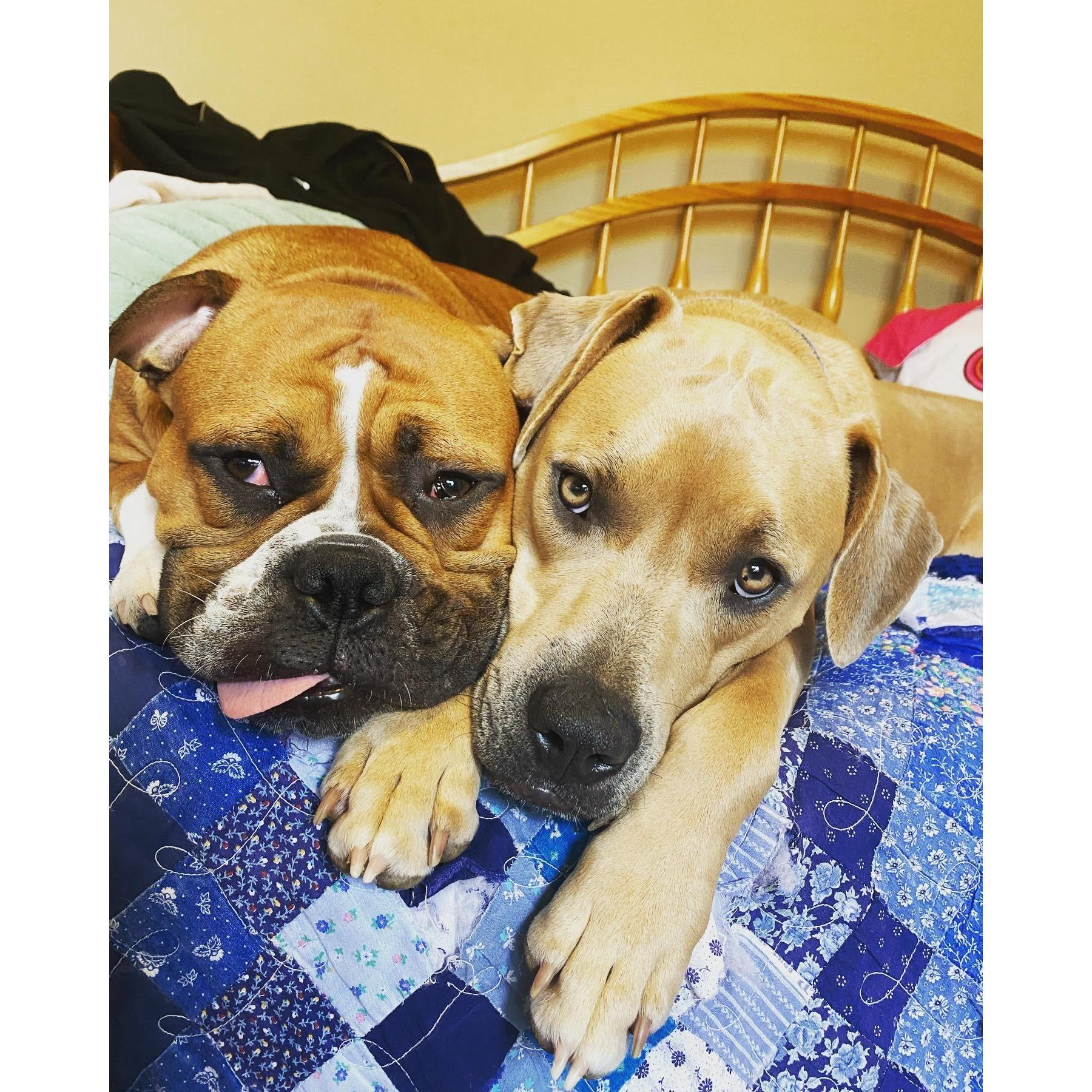 Our fur babies Kona and Drago