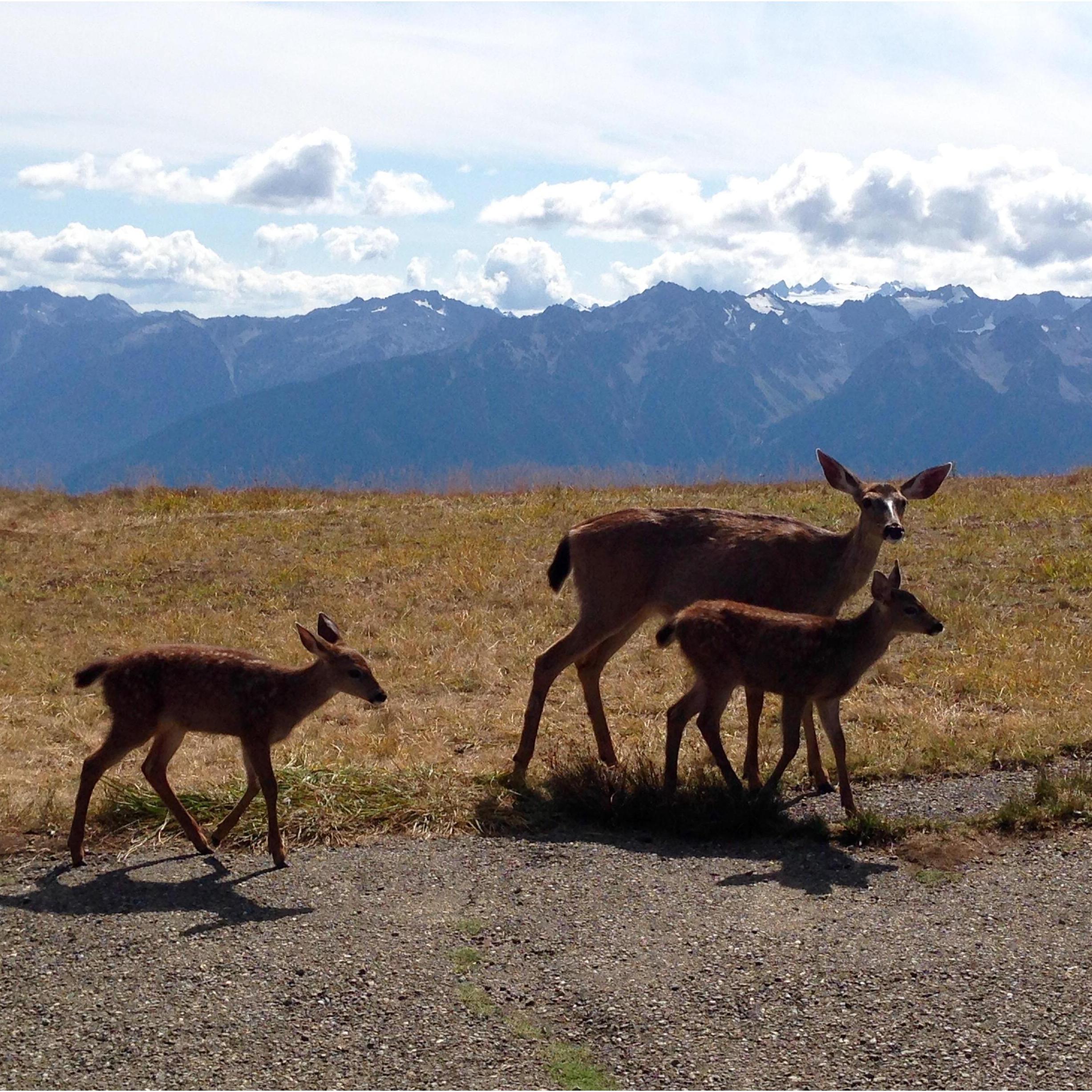 Olympic National Park in Washington