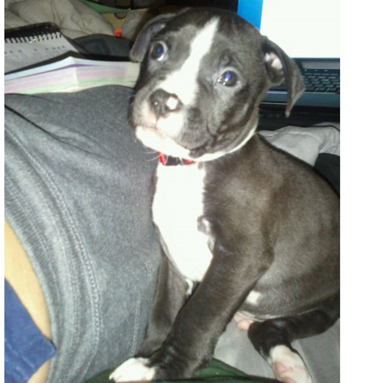 The day we brought Jake home