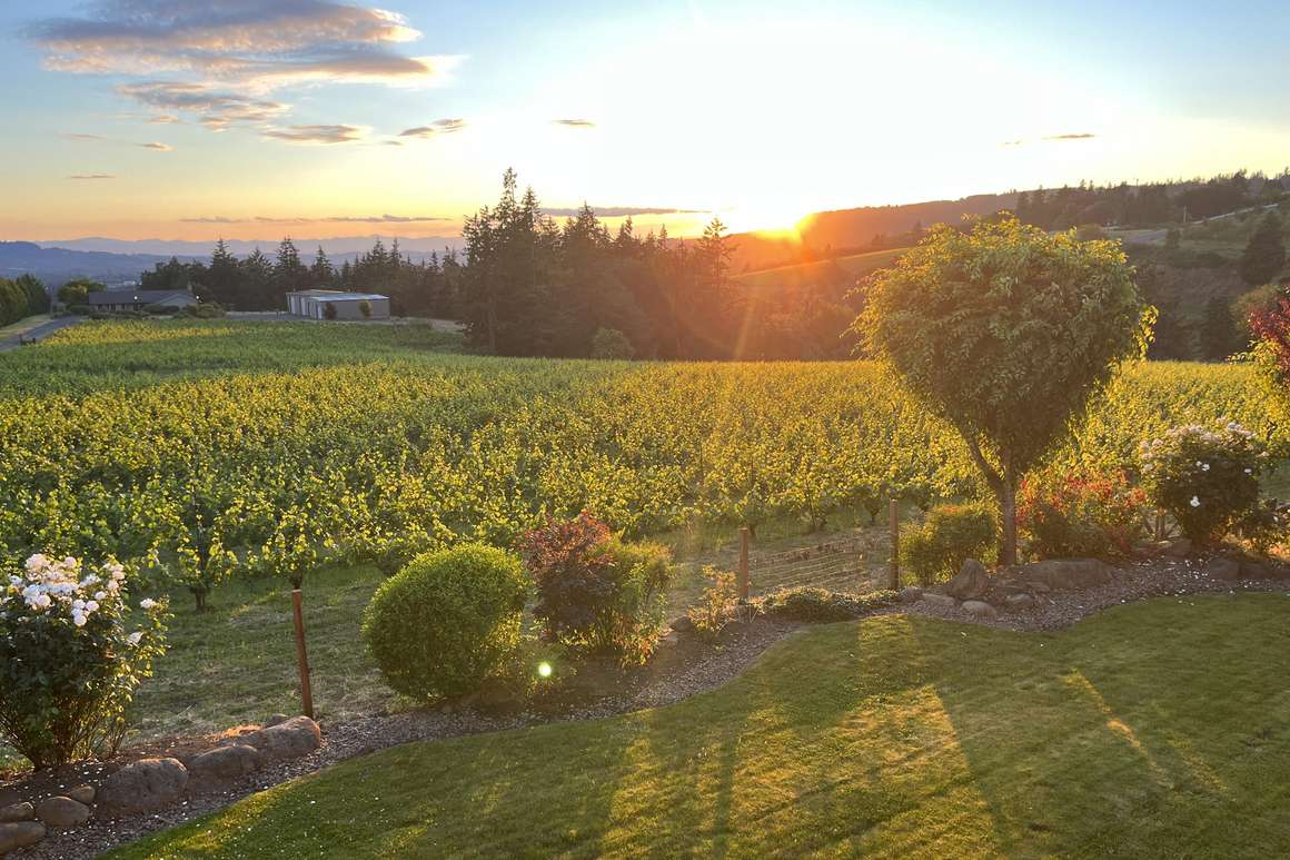 Archer Vineyard