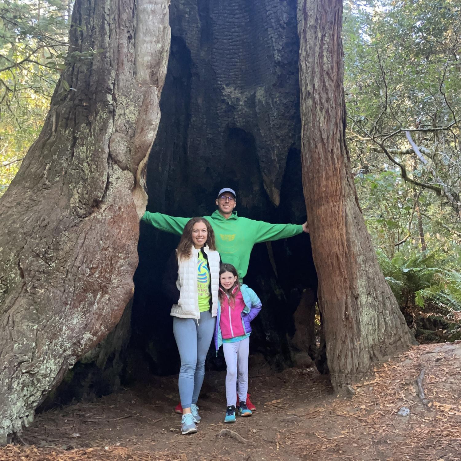 Redwoods in California