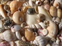 Shelling