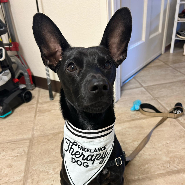 Webster’s Doggie Hotel Stay