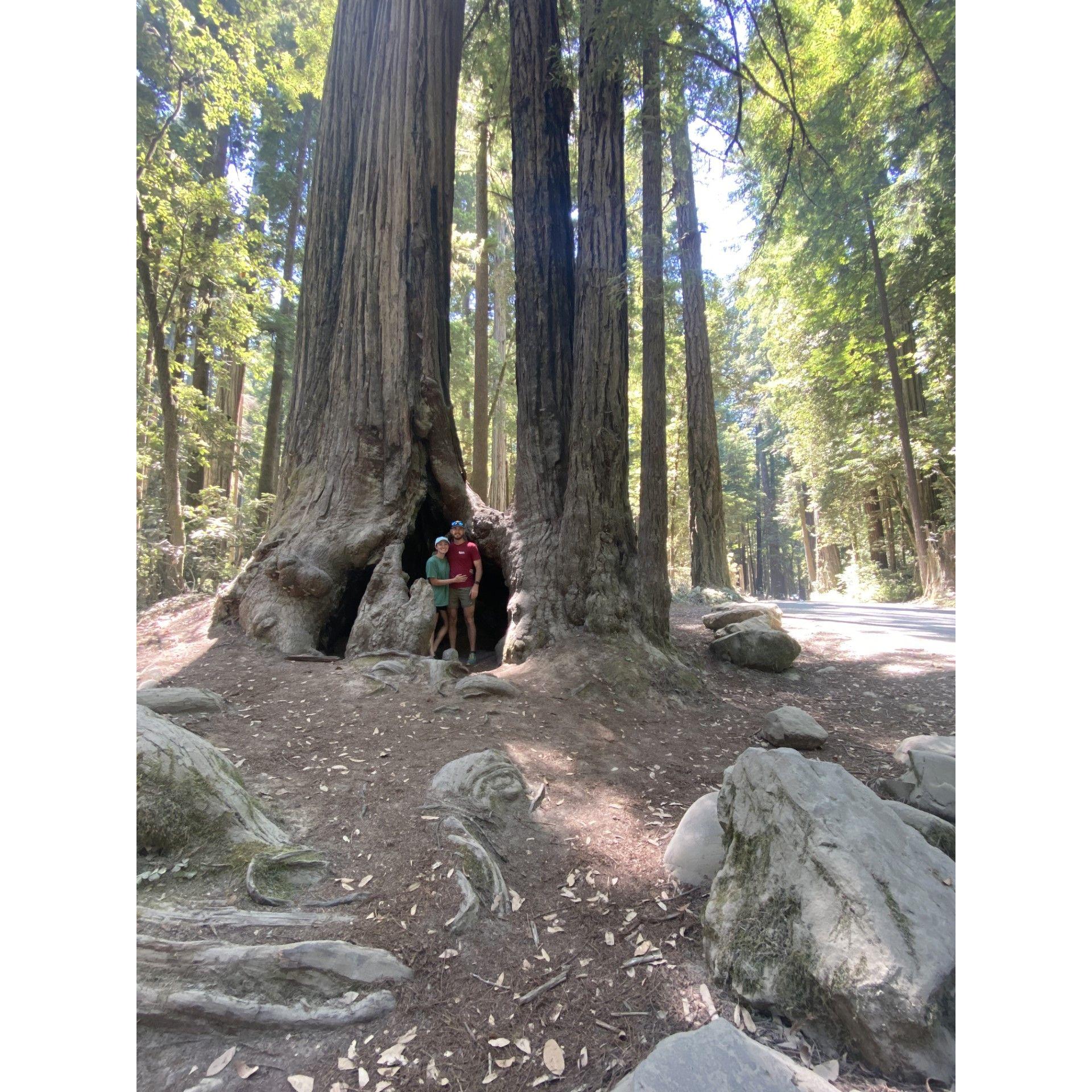 Redwood National park