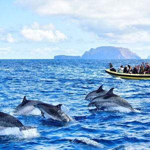 Whale & Dolphin watching cruise