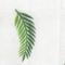 Tropical Palms/bird Of Paradise