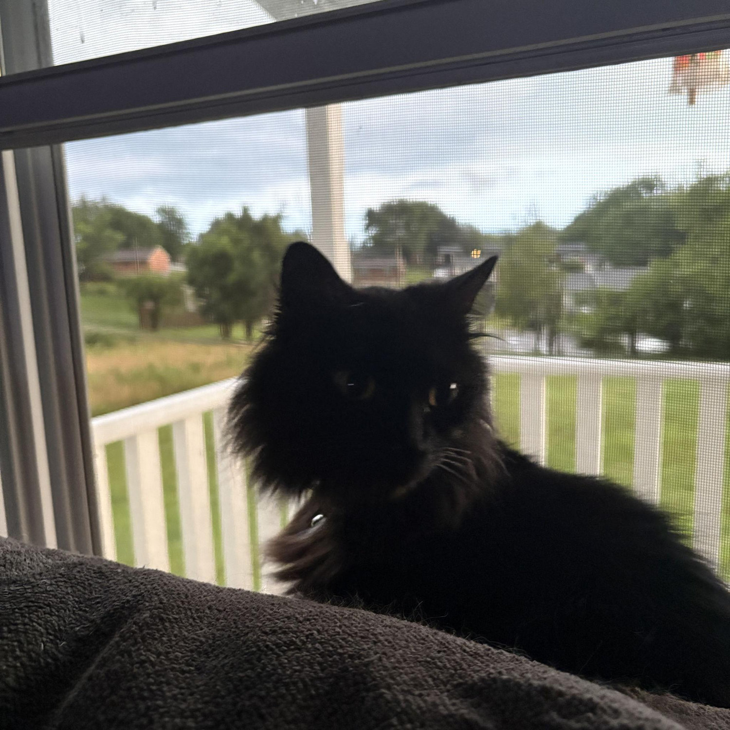 Baby Sirius