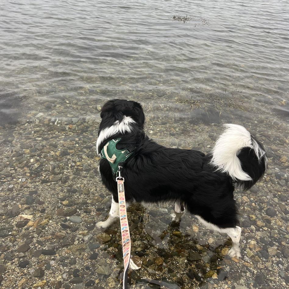 And for good measure, enjoy another photo of Mr. Hugo!