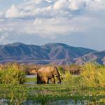 Lower Zambezi National Park