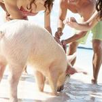 Rose Island, The Bahamas Rose Island Half Day Pig Interaction