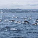 Dana Wharf Sportfishing & Whale Watching Dana Point