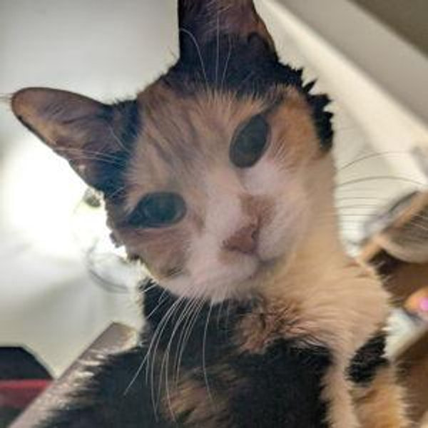 Vet Bills