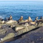 Seal Rock