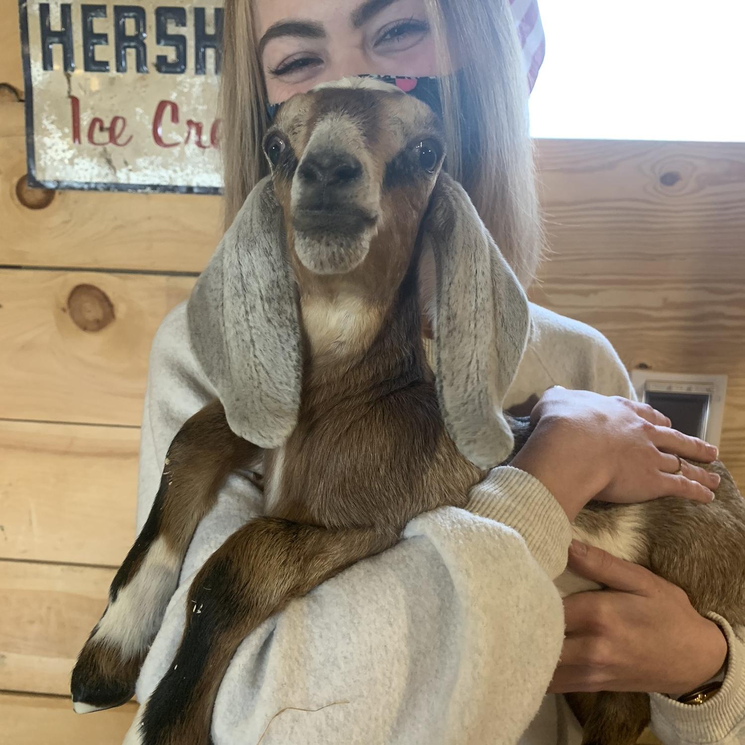 Buying Goats, this is Orbit, Loudon, NH