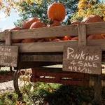 Howell's Greenhouse and Pumpkin Patch