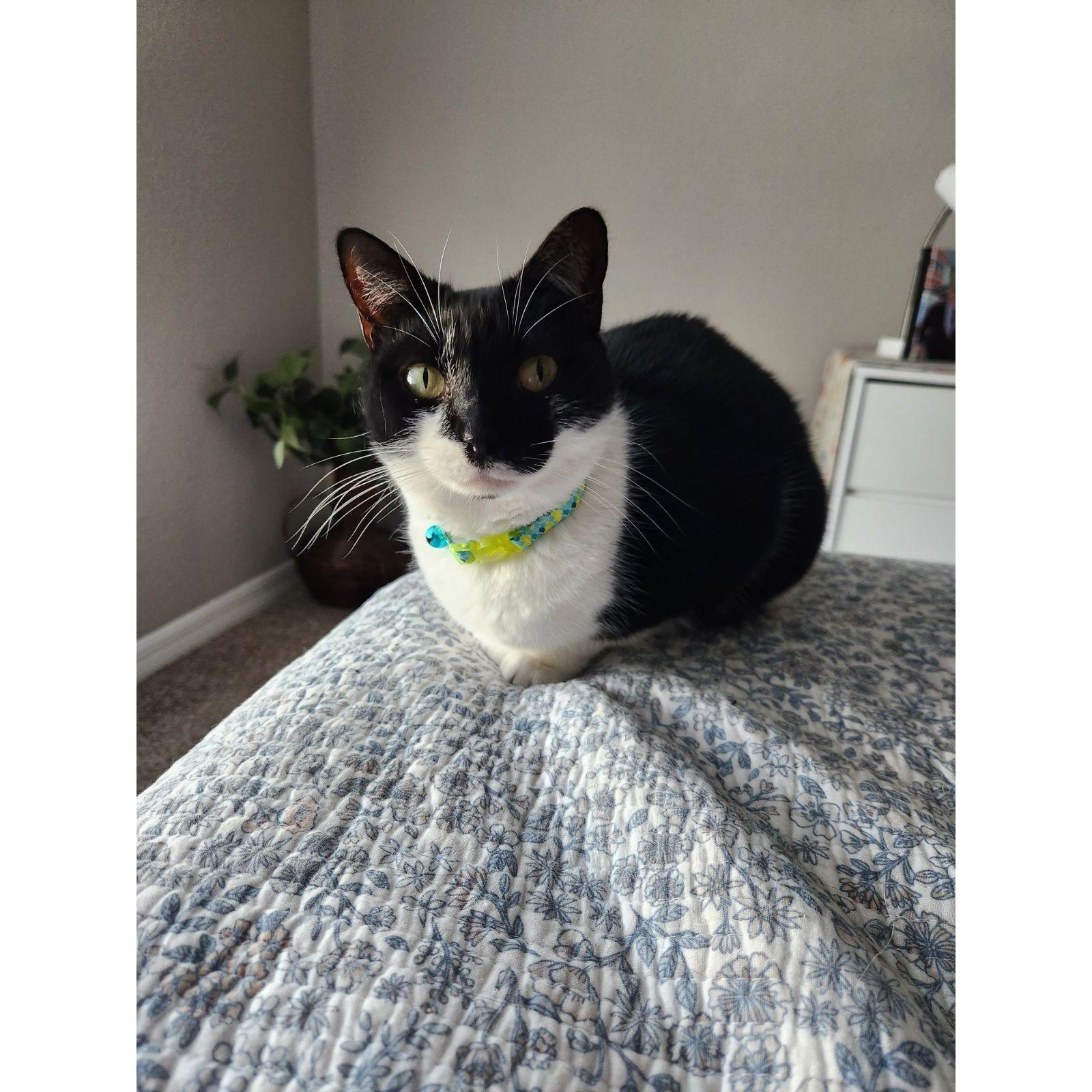 Chi Chi (or just Cheech)