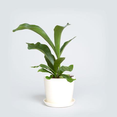 Potted Plants (The Sill)