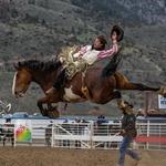 Cody Nite Rodeo