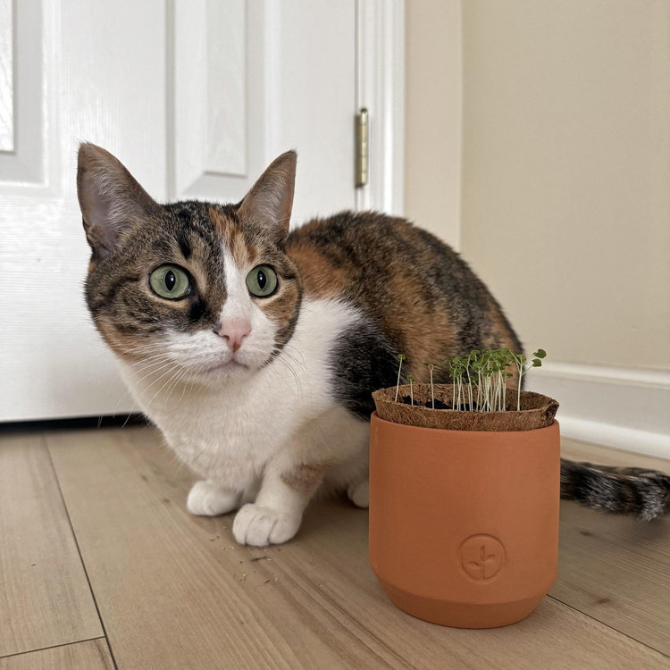 Modern Sprout, Pet Tiny Terracotta Kit, Set of 2 | Zola