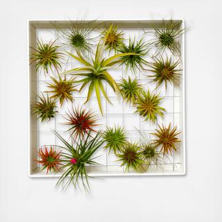 Airplant Frame Square