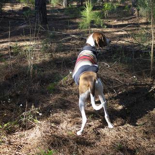 Acadia Pet Coat
