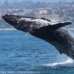 Captain Dave's Dolphin & Whale Watching Safari