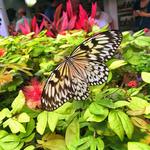 Key West Butterfly and Nature Conservatory